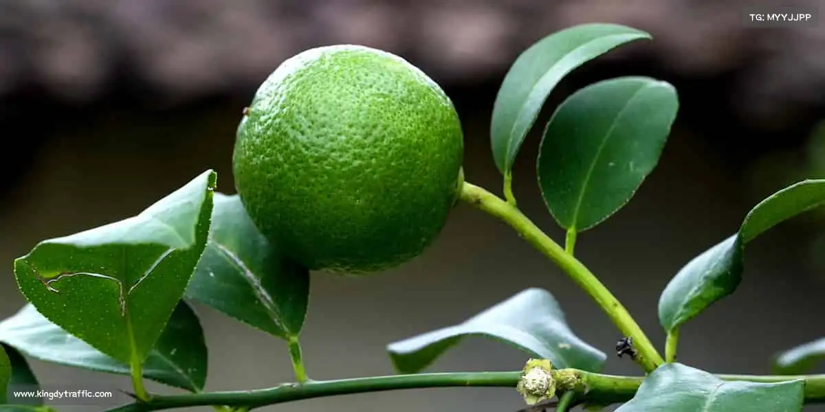 DB电竞官方网站永不言弃,就是答案!